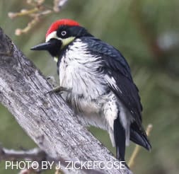 Acorn woodpecker.
