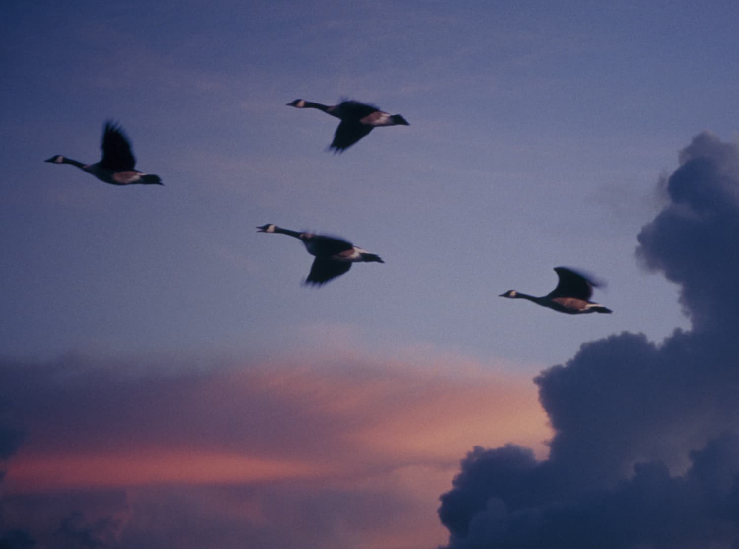 Canada geese in migration.