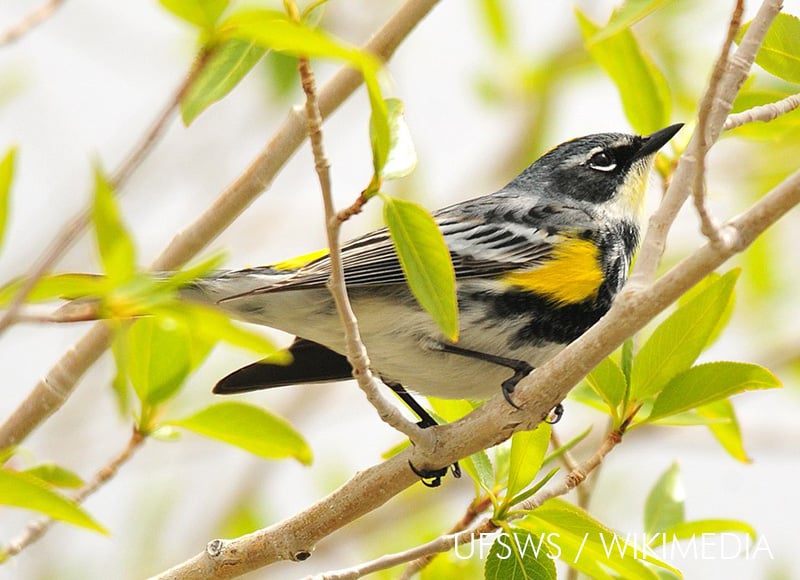 Yellow-rumped warbler