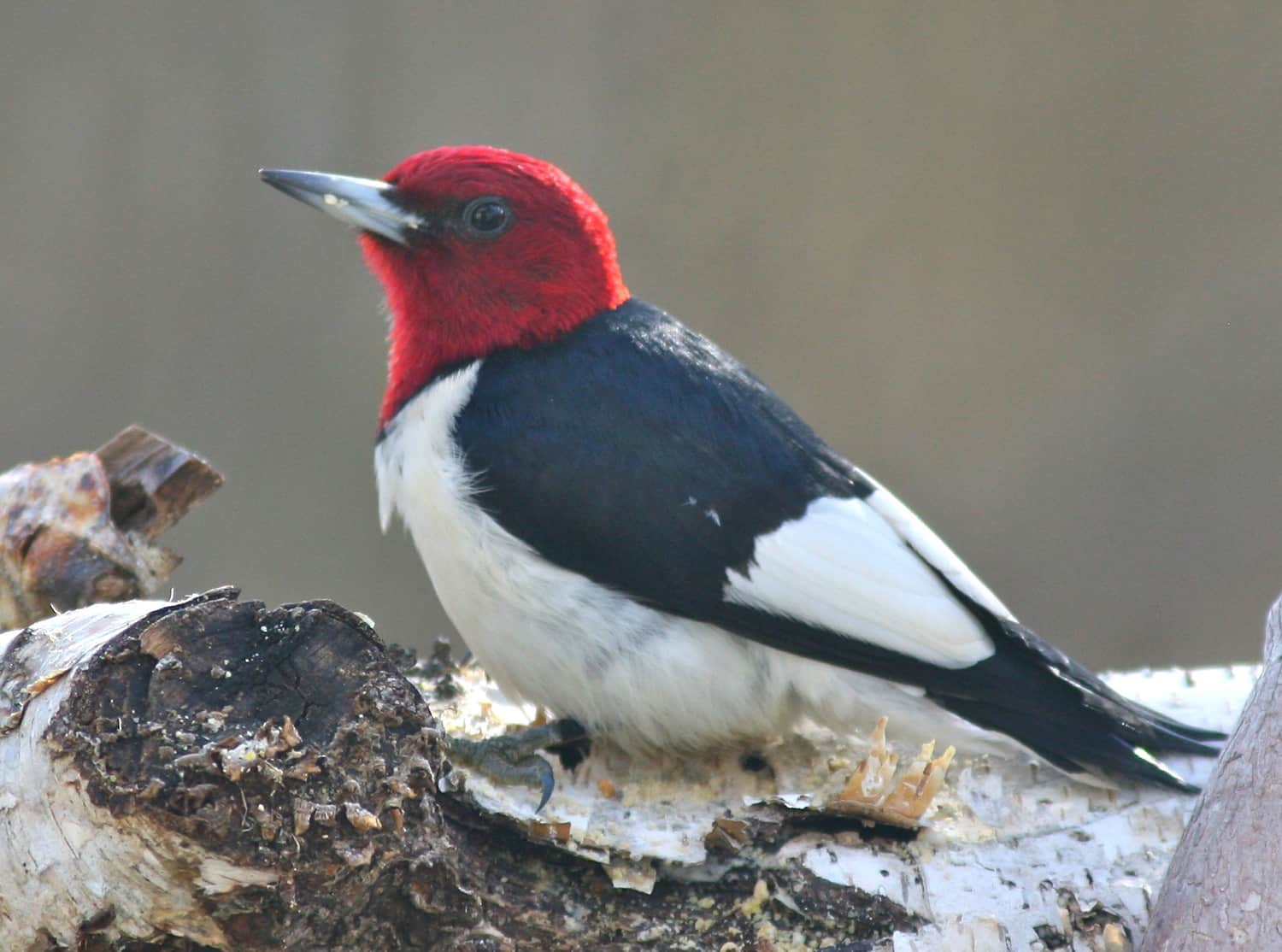 Red-headed woodpecker, photo by Bill Thompson, III.