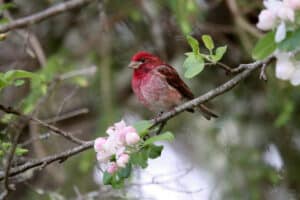 Purple finch photo by D. Dawes.