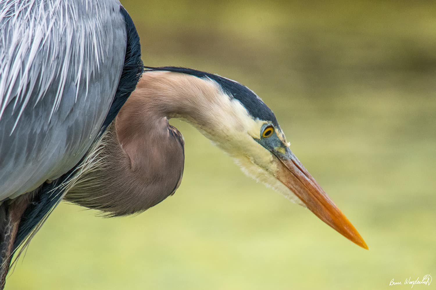 Bruce’s Birdtography: Hanging Out With A Great Blue Heron – Bwd Magazine