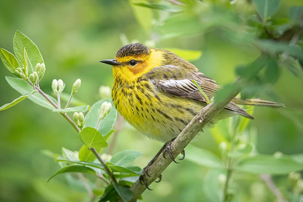 Cape May warbler. Photo by Bruce Wunderlich.