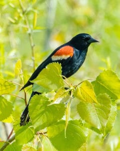 Red-winged blackbird. Photo by R.W. Shimanek.