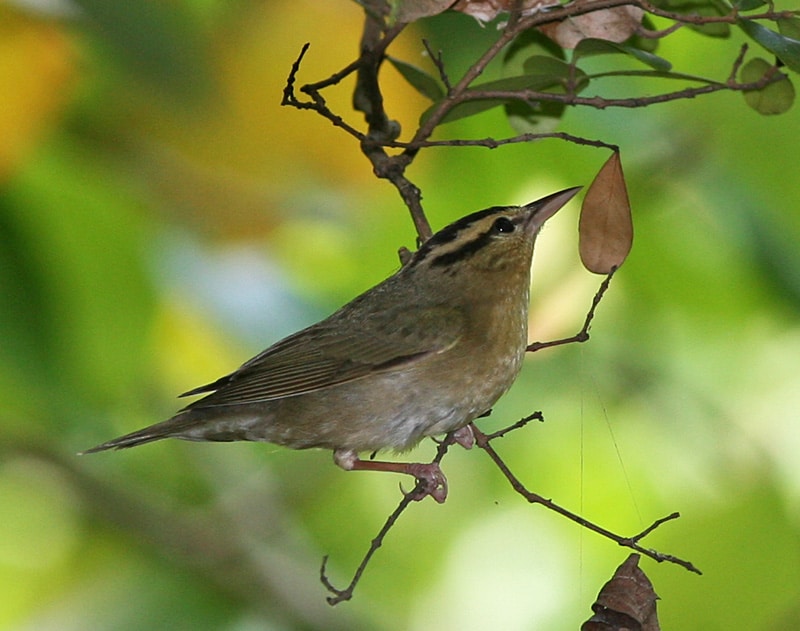 Worm-eating warbler by birdphotos.com / Wikimedia.
