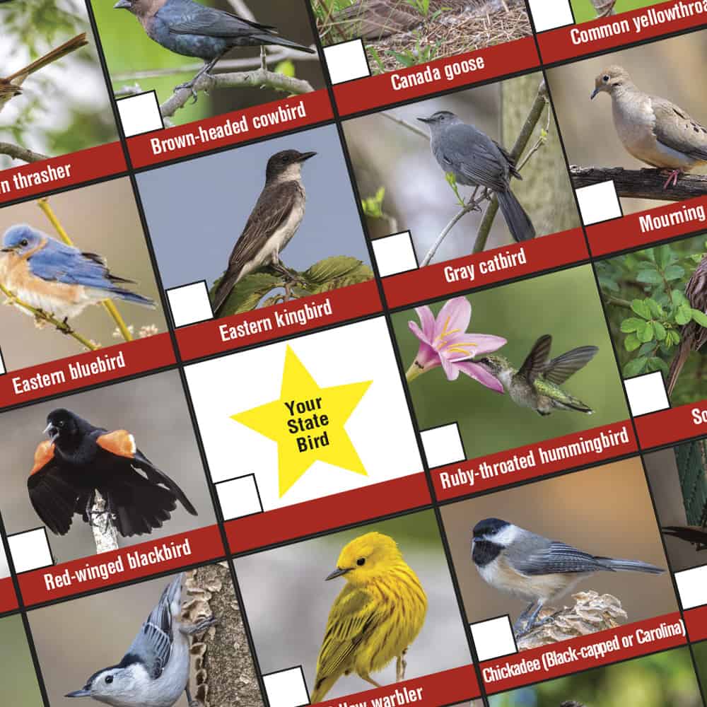 Bird Bingo! A FREE Printable from BWD