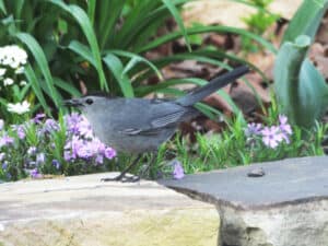 Gray catbird photo by A. Meganck.