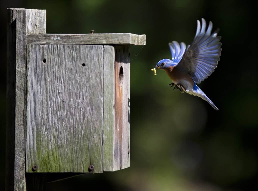 Challenging Convention: Back Doors in Bird Houses