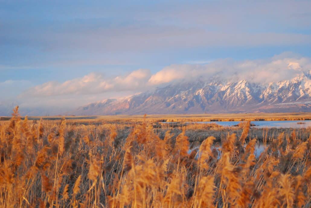 Ogden Bay Waterfowl Management Area, Great Salt Lake, Utah. Photo by Jay Iwasaki / Flickr.