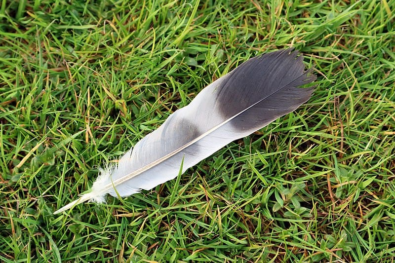 Closeup of brown feathers and plumage of a wild bird Stock Photo