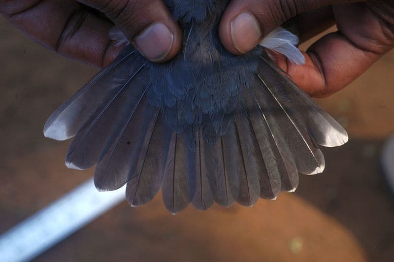 Ask SIB: Can you identify this feather? – SIB