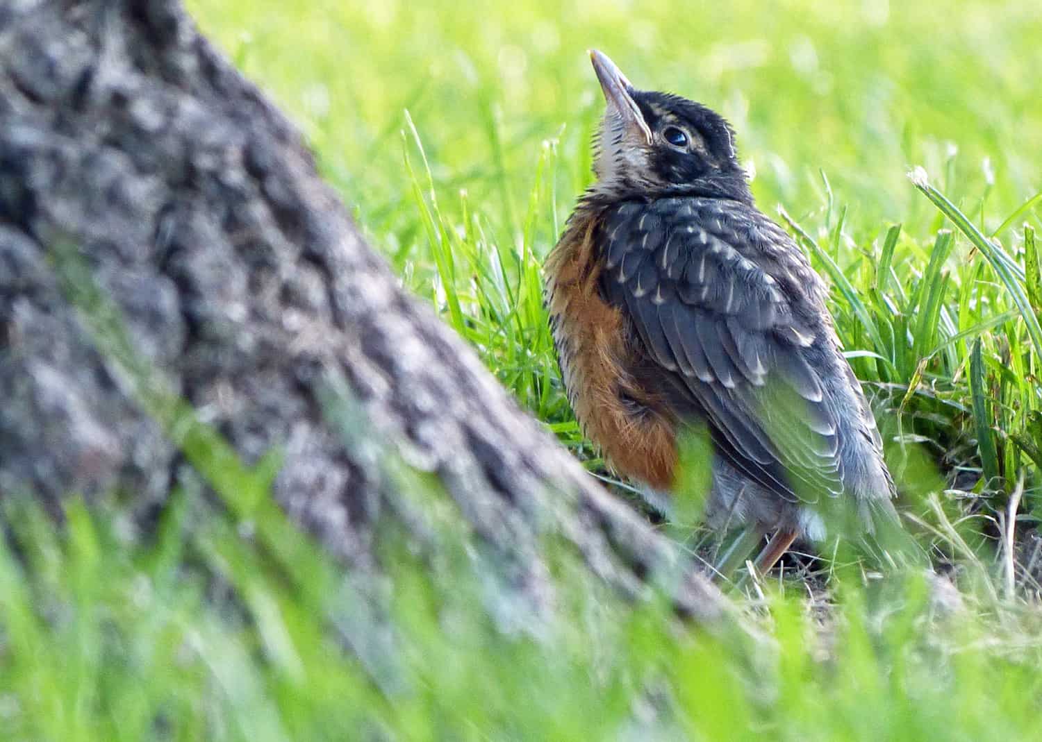 What to Do When You Find a Baby Bird on the Ground – Chirp Nature