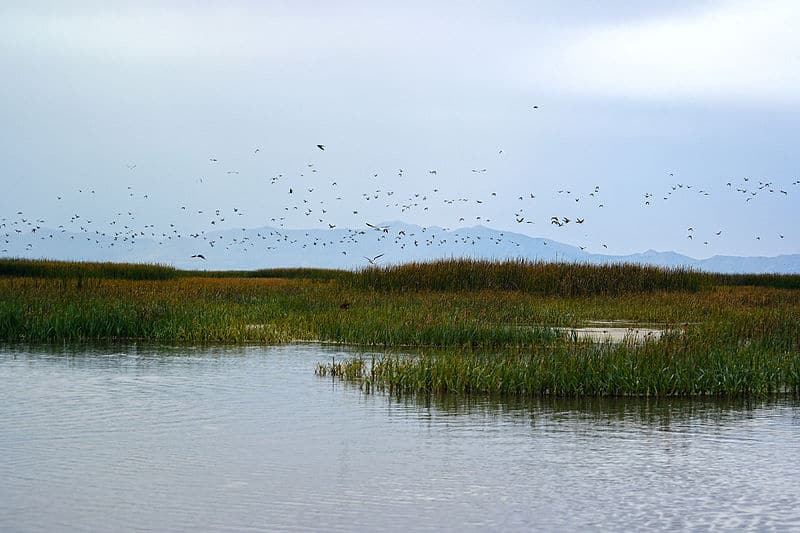 Bear River Migratory Bird Refuge photo by USFWS / Wikimedia.