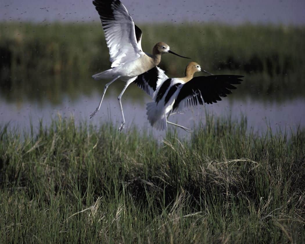 American avocets at the Bear River Migratory Bird Refuge. Photo by Pixnio.com,