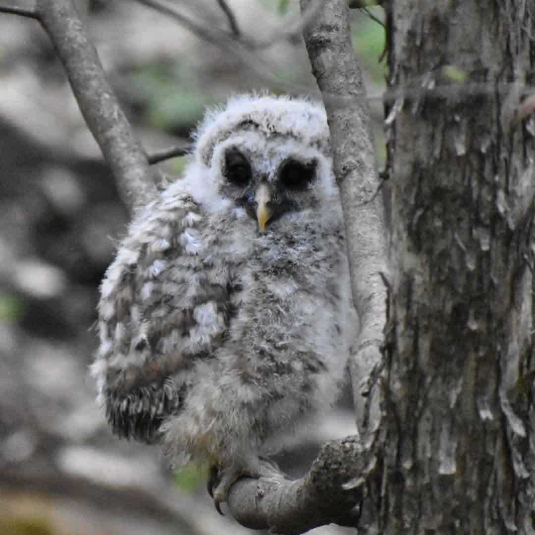 Observing the many admirers. Photo by Kelly Ball.