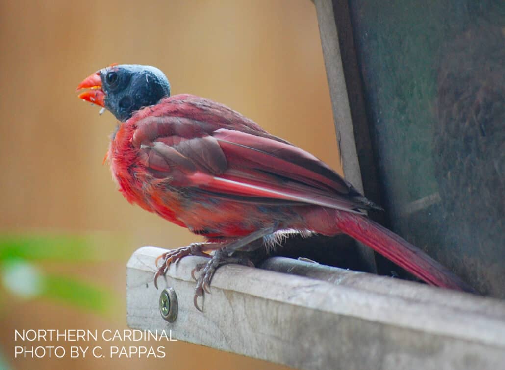 Believe it or not, this is a male cardinal. He's just missing his head feathers.