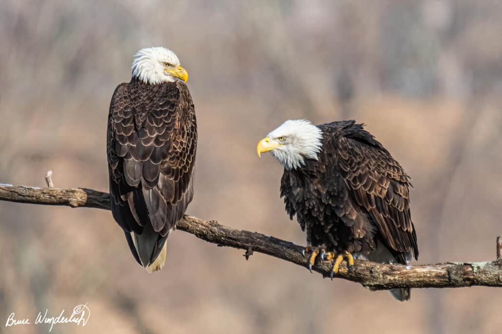 Write the Caption: What Are These Bald Eagles Thinking?