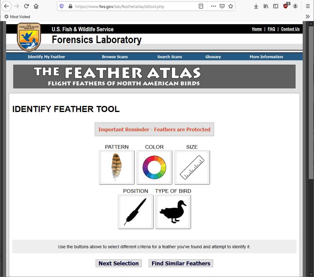 Bird Feather Identification Guide - Waking Up Wild