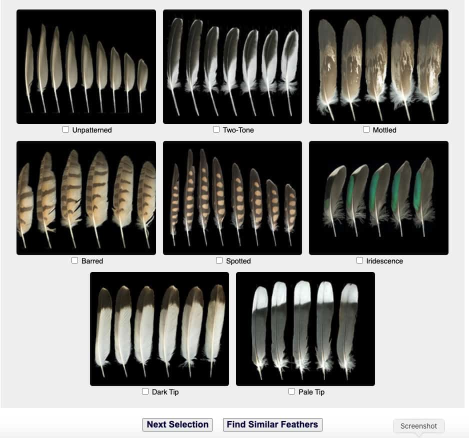 Types of Bird Feathers - Use Shape to Identify Feathers 