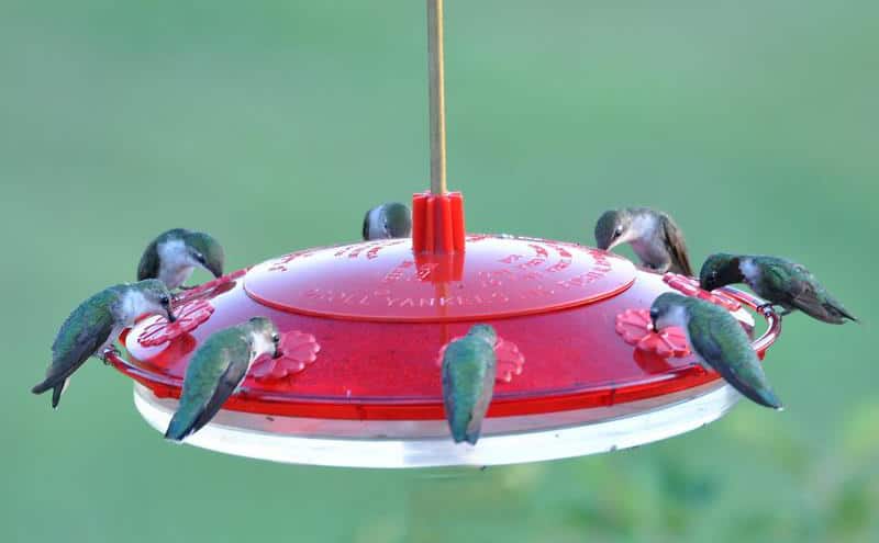 Backyard Tips: How to Make Your Own Hummingbird Nectar