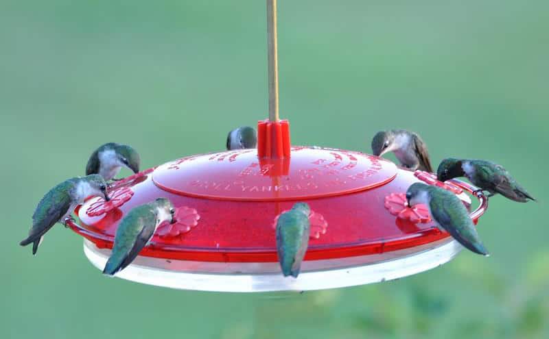 Where Did All the Hummingbirds Go?