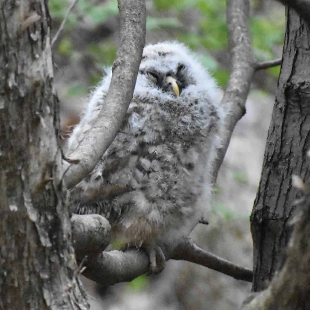 The fledgling also managed to sneak in some shut-eye. Photo by Kelly Ball.
