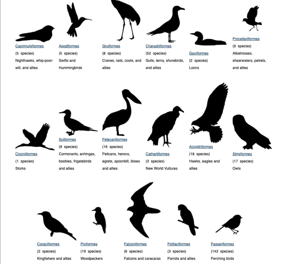 The Feather Atlas - Feather Identification and Scans - U.S. Fish