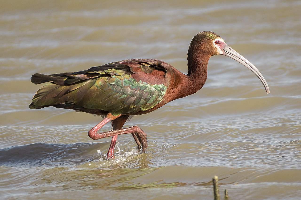 White-faced ibis in breeding plumage. Photo by B. Matsubara / Wikimedia.