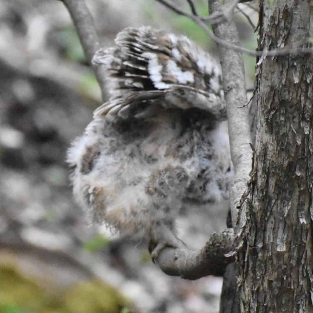 It didn’t get a lot of airtime that first day, but the fledgling got in plenty of practice trying! Photo by Kelly Ball.