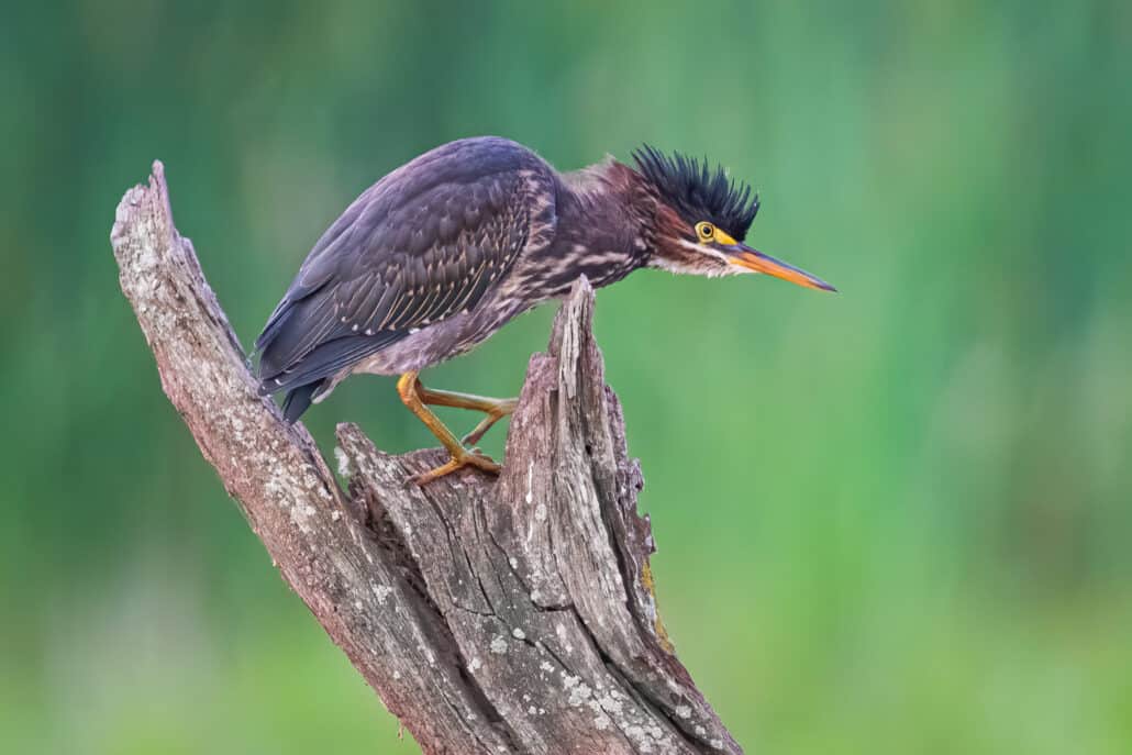 Bruce’s Birdtography: Kayak: A Fun Tool for Bird Photography