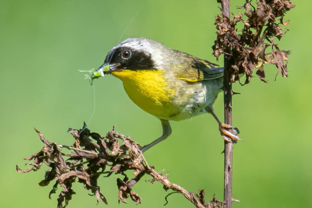 Bruce’s Birdtography: Search for the Common Yellowthroat