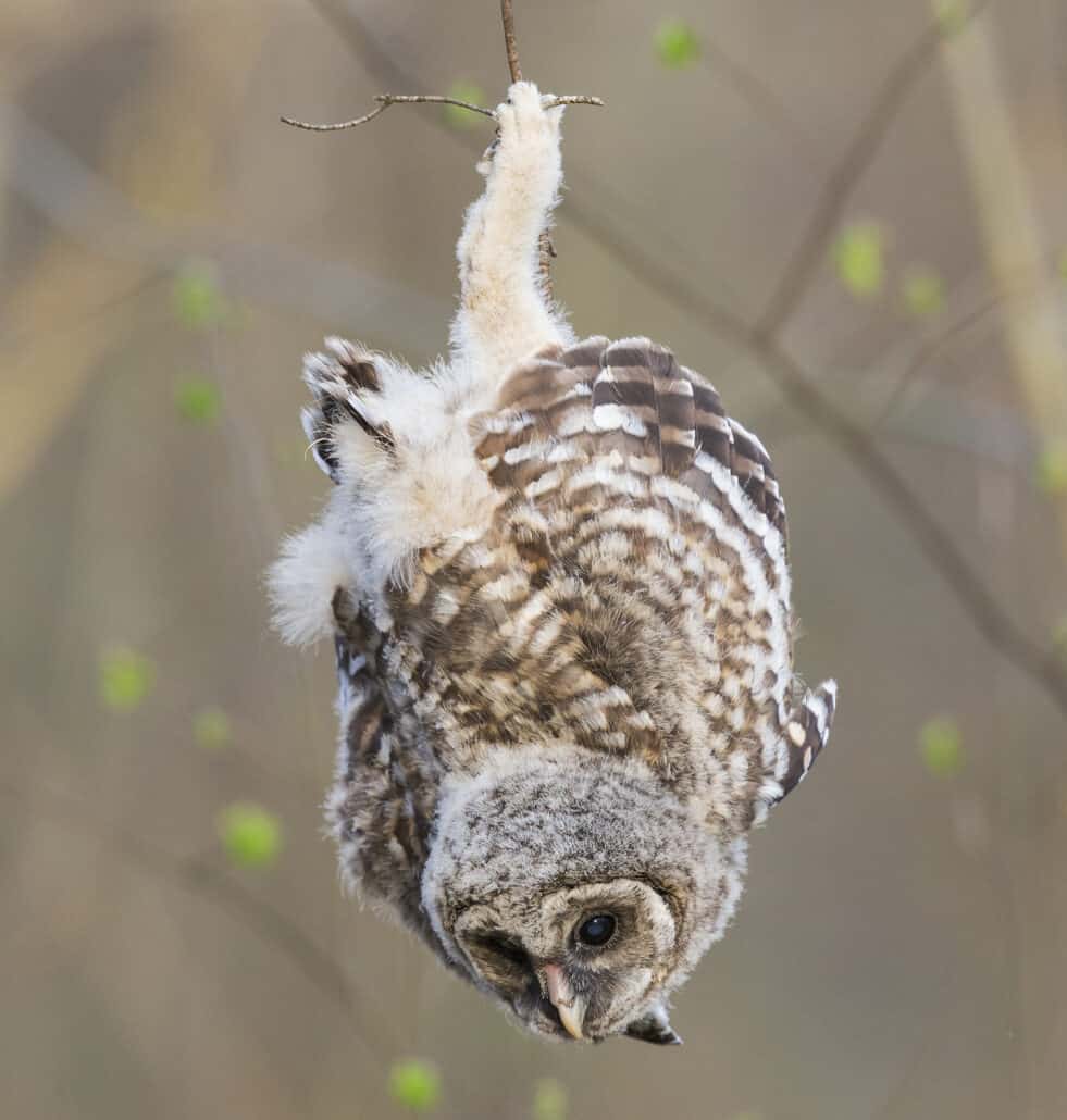 Floofy Footballs in the City, Part 3: Owls Are Awesome