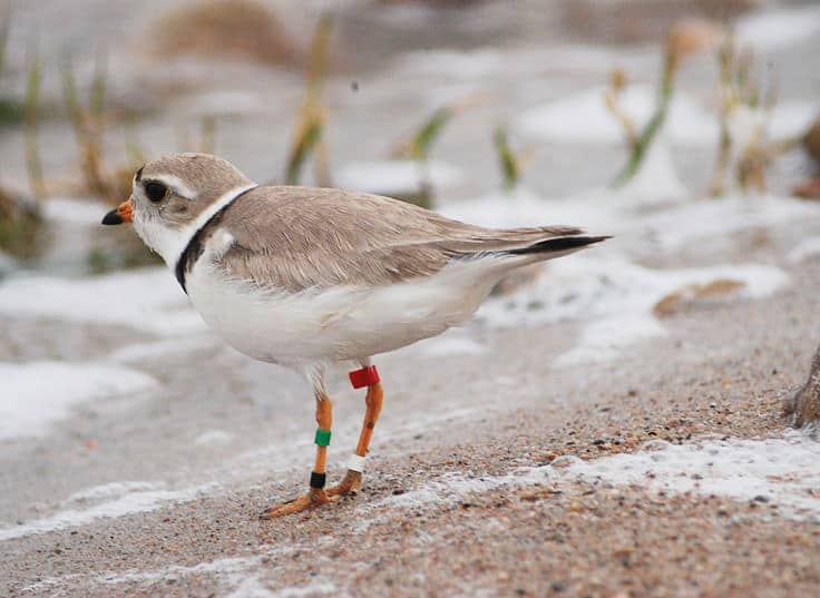 Banded piping plover. Photo by Jacob Gross/USFWS.