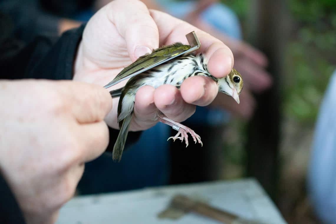 Ovenbird being banded at the USGS Patuxent Wildlife Research Center in Laurel, Maryland. Photograph credit: Chelsea Steinbrecher-Hoffmann, USGS