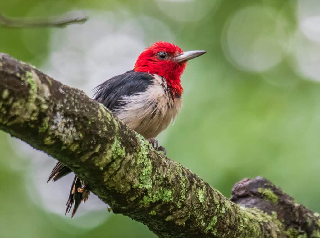 Bruce’s Birdtography: The Red-headed Woodpecker