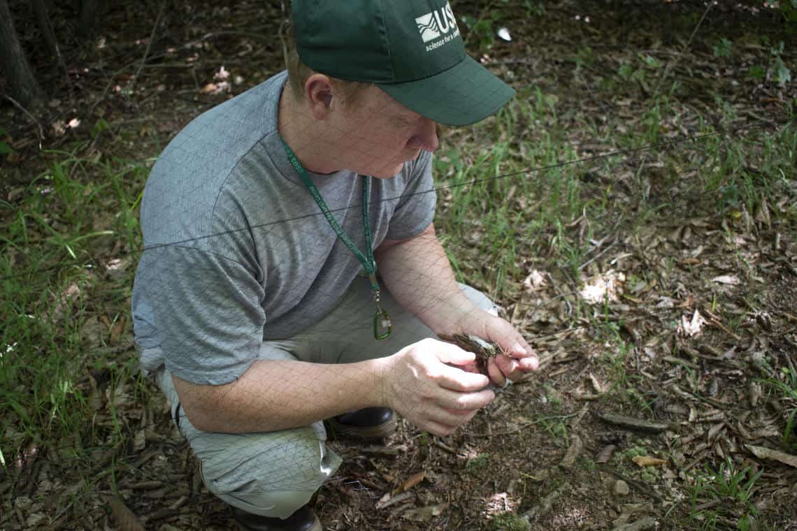 USGS biologist Matthew Rogosky retrieving a songbird from a mist net before banding at the USGS Patuxent Wildlife Research Center in Laurel, Maryland. Photograph credit: Chelsea Steinbrecher-Hoffmann, USGS