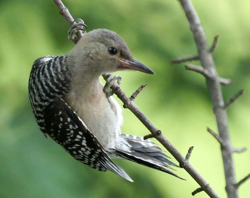 Juvenile red-bellied woodpecker, photo by Mike's Birds / Wikimedia.