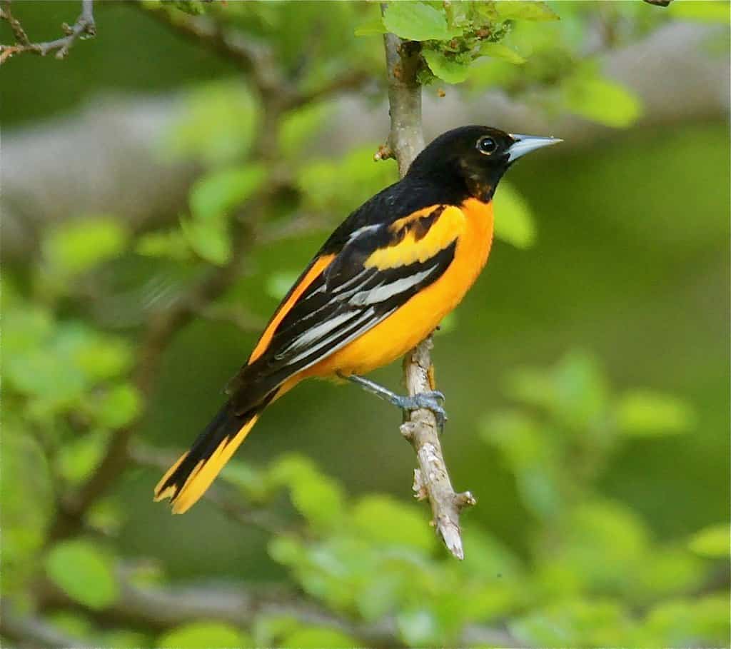 Baltimore oriole photo by T. Castro / Wikimedia.