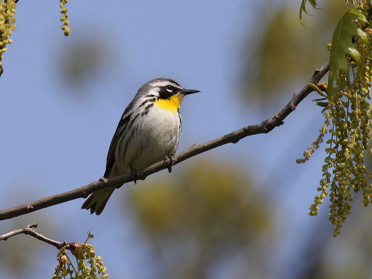 Yellow-throated warbler, photo by D. Sherony / Wikimedia.