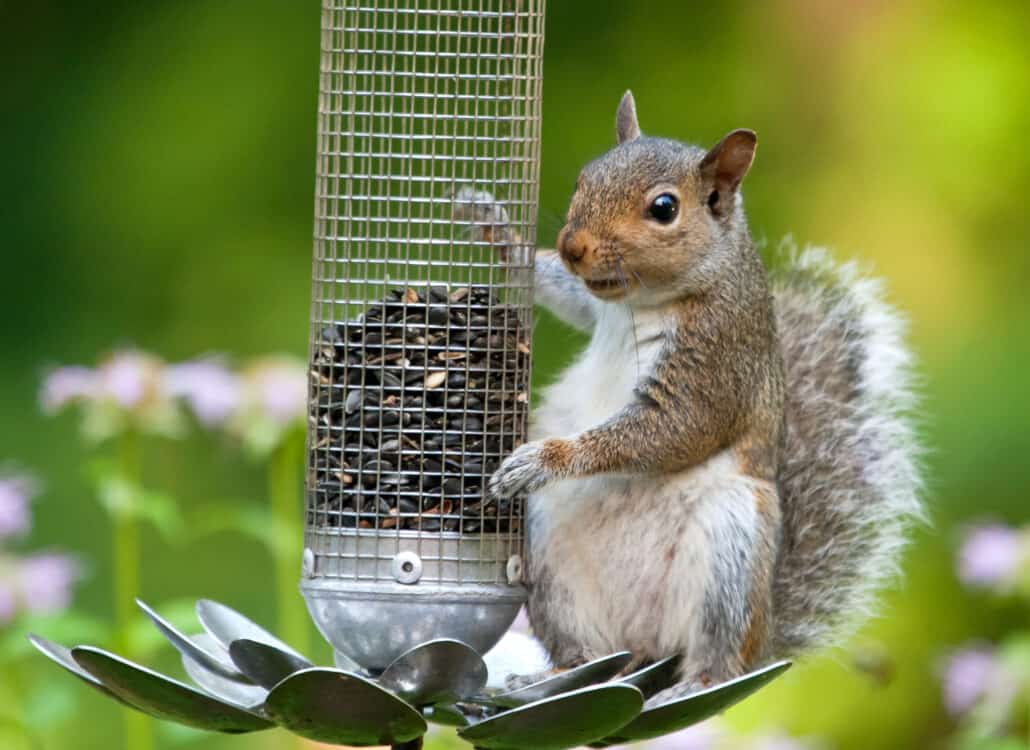 The Well-Equipped Birder: Squirrel-Proof Feeders