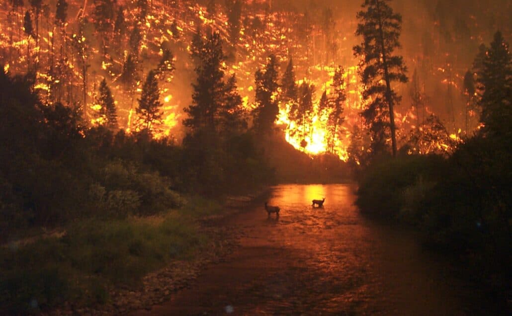 Deer avoiding a fire. Photo by J. McColgan / Wikimedia.