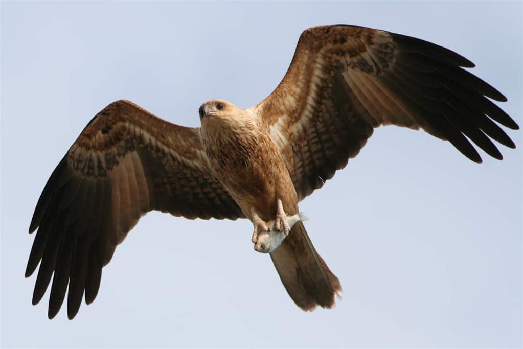 Whistling kite, photo by A. Ferreira / Wikimedia.
