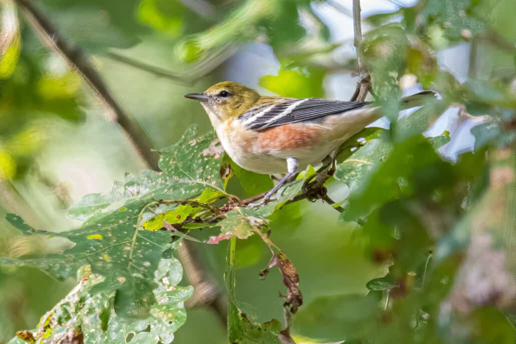 Bruce’s Birdtography: Photographing Fall Warblers