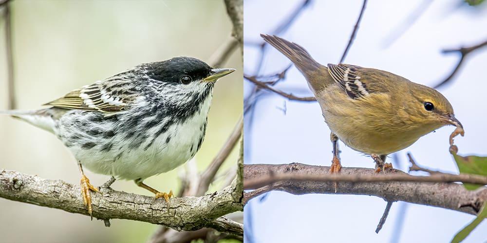 Comparing seasonal plumage of the blackpoll warbler. The photo on the left was taken in spring. The photo on the right was taken in fall. Photos by Bruce Wunderlich.