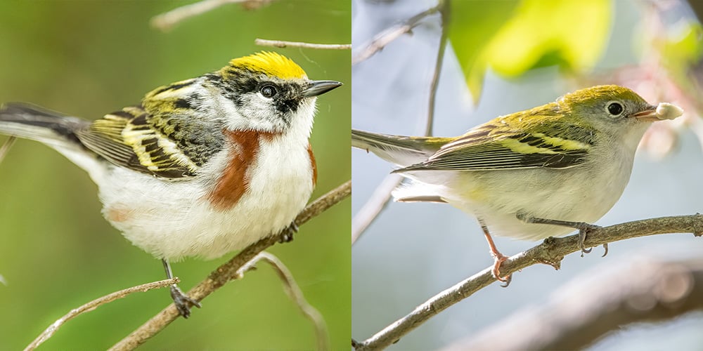 Comparing seasonal plumage of the chestnut-sided warbler. The photo on the left was taken in spring. The photo on the right was taken in fall. Photos by Bruce Wunderlich.