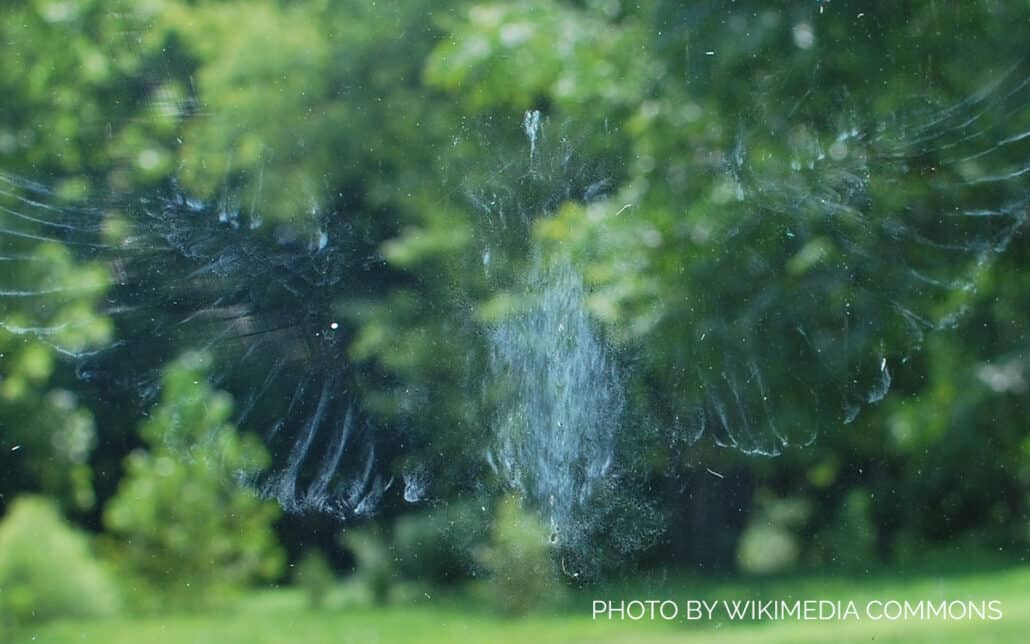 Window Strikes: Preventing Collisions and Helping Stunned Birds