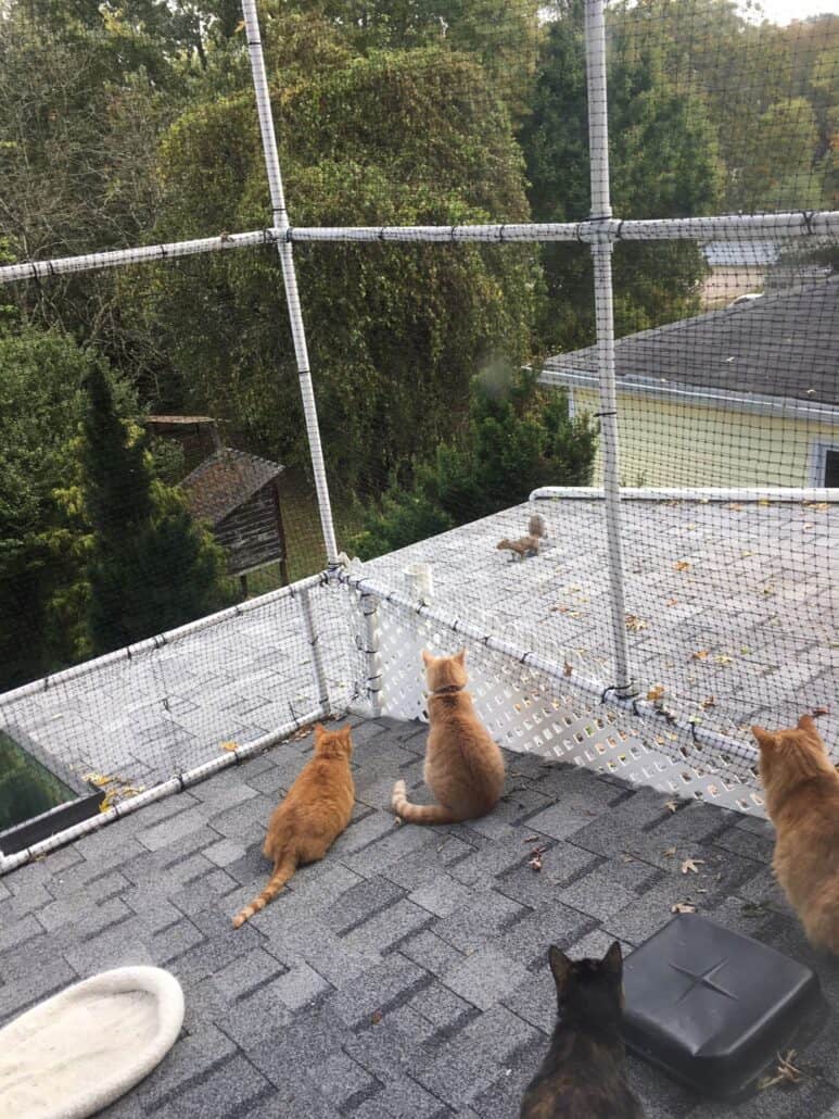 My Catio: Happy Cats and Safe Birds