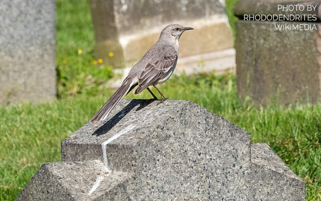Cemetery Birding