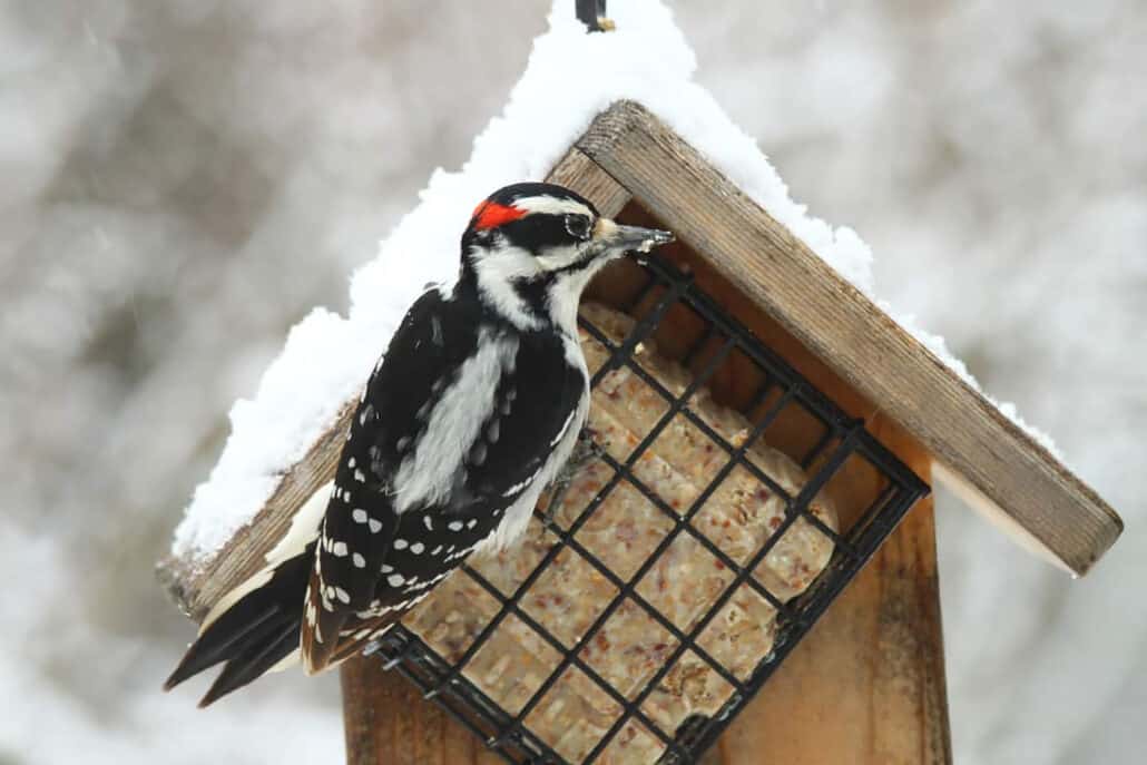 Top Four Foods to Attract and Feed Woodpeckers