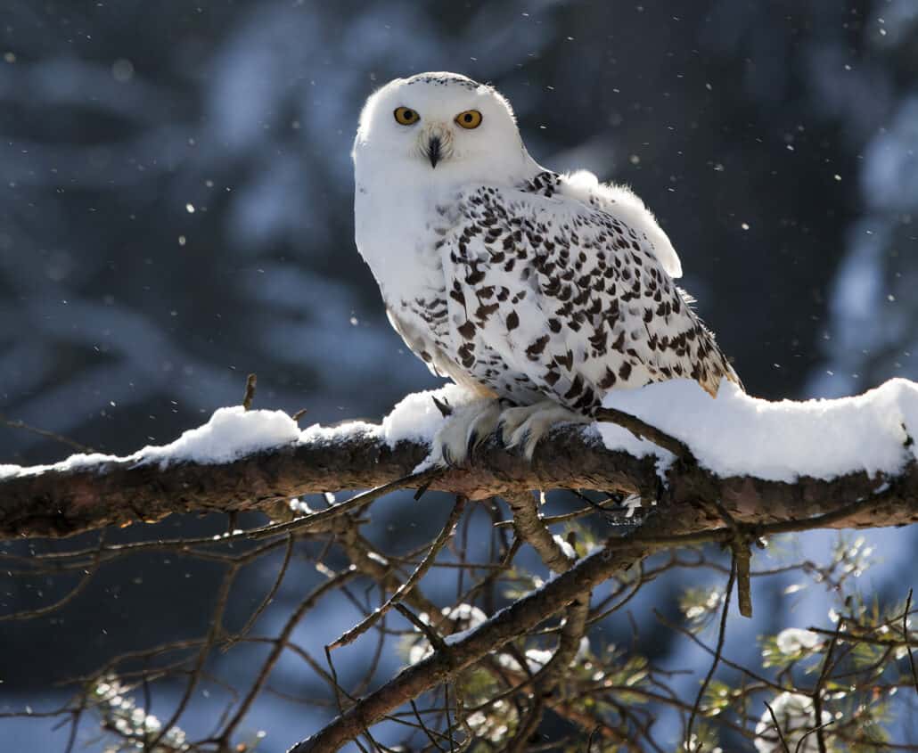 Life Lessons, Courtesy of a Snowy Owl  